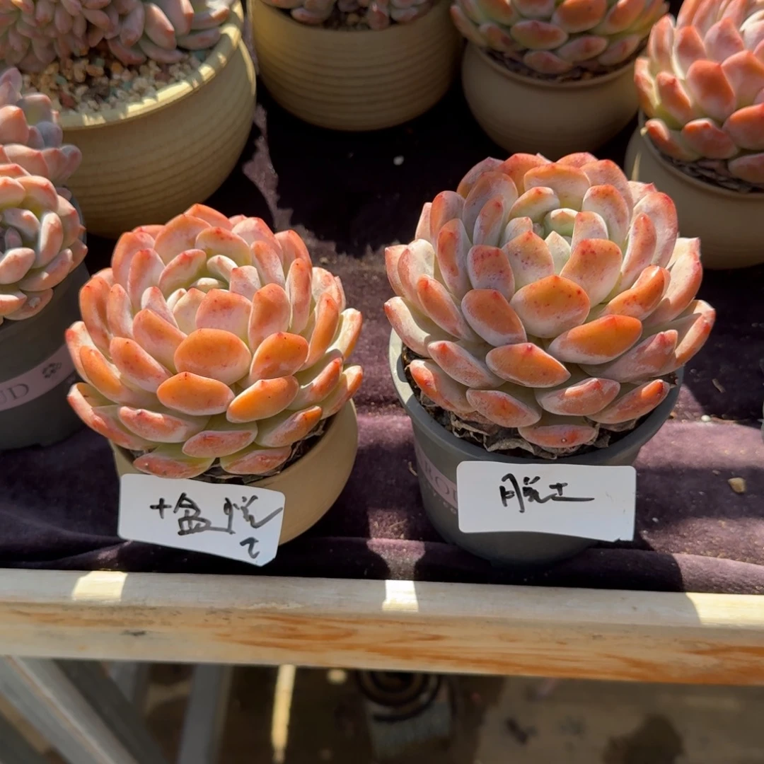 悦***悦精美两颗单头，专拍链接。