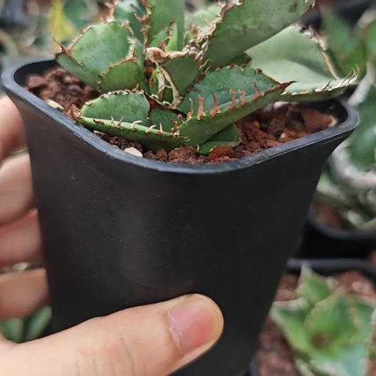 地勇星仁王冠龙舌兰侧芽