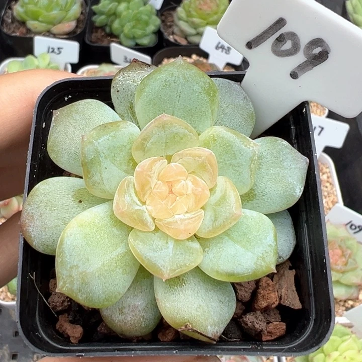 小**?109号风花雪月系列