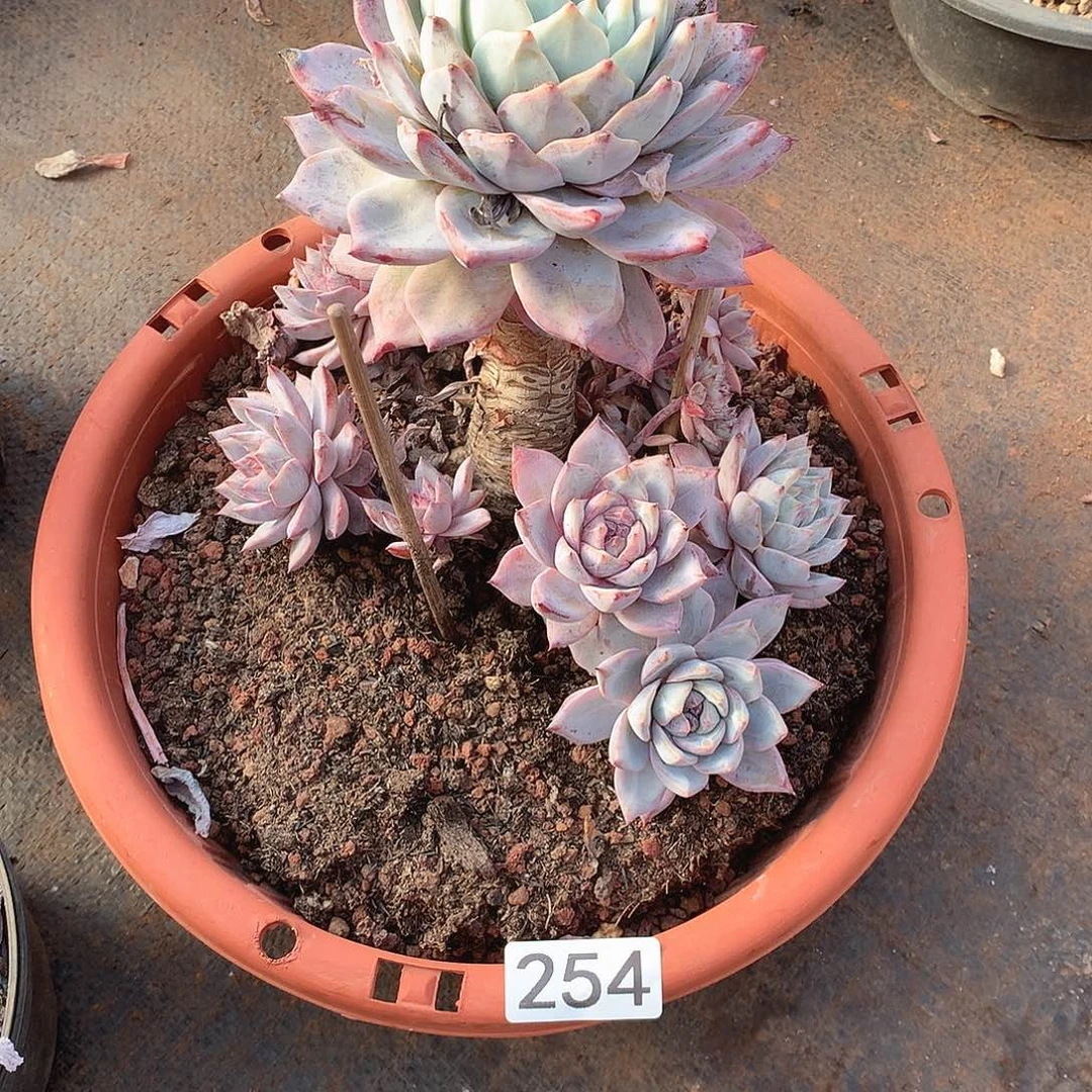 254蓝鸟 一物一拍多肉