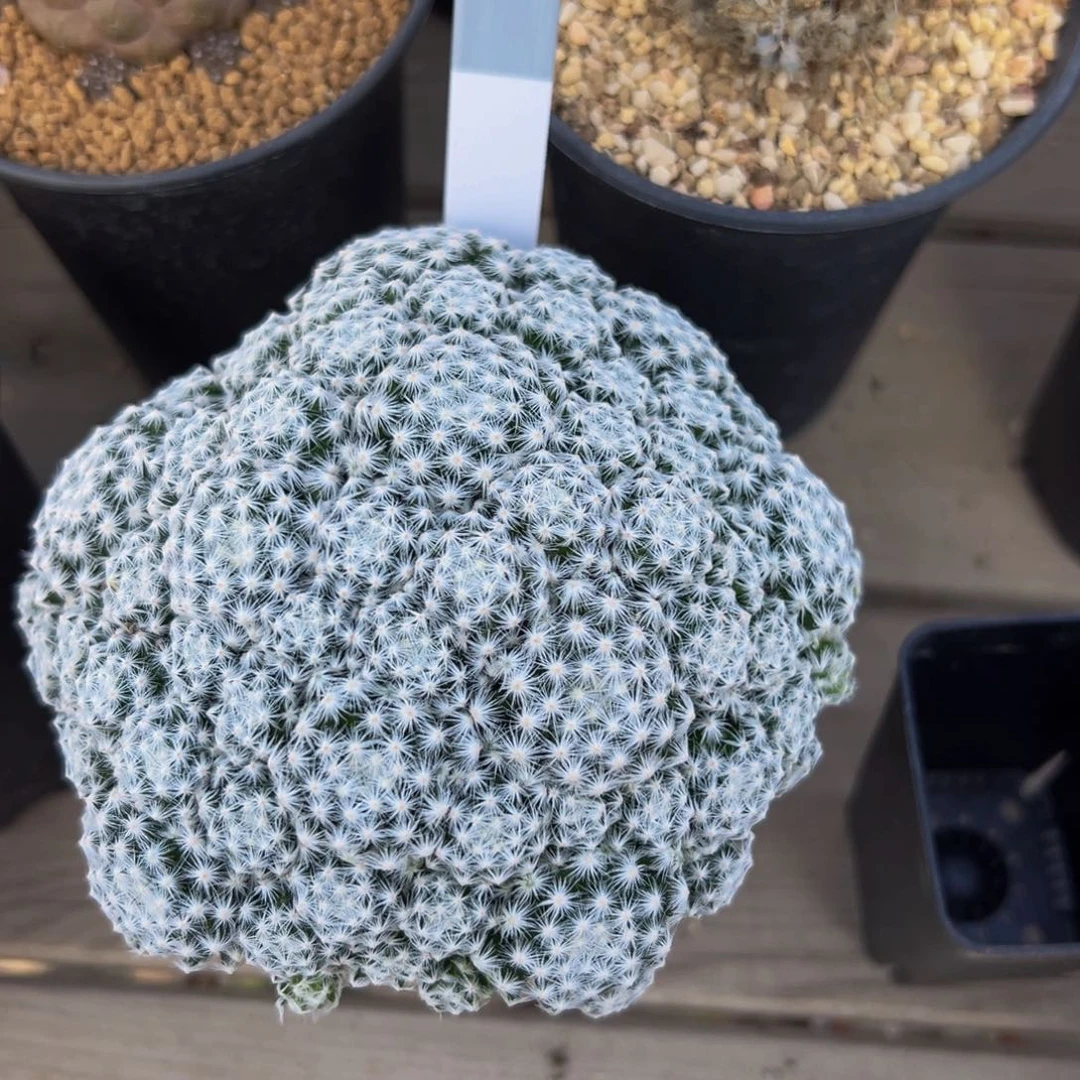 仏头姬春星多肉植物带盆土504