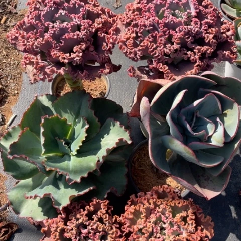 老*2 号包菜系列带赠品共 6 棵