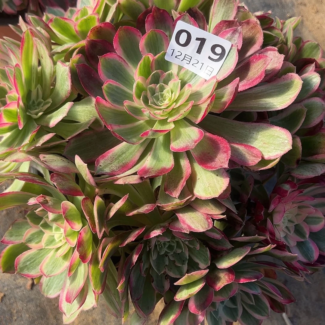 12.21-19孔雀翎多肉植物