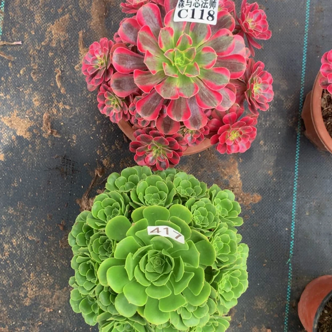 【闪购商品】118.417组合