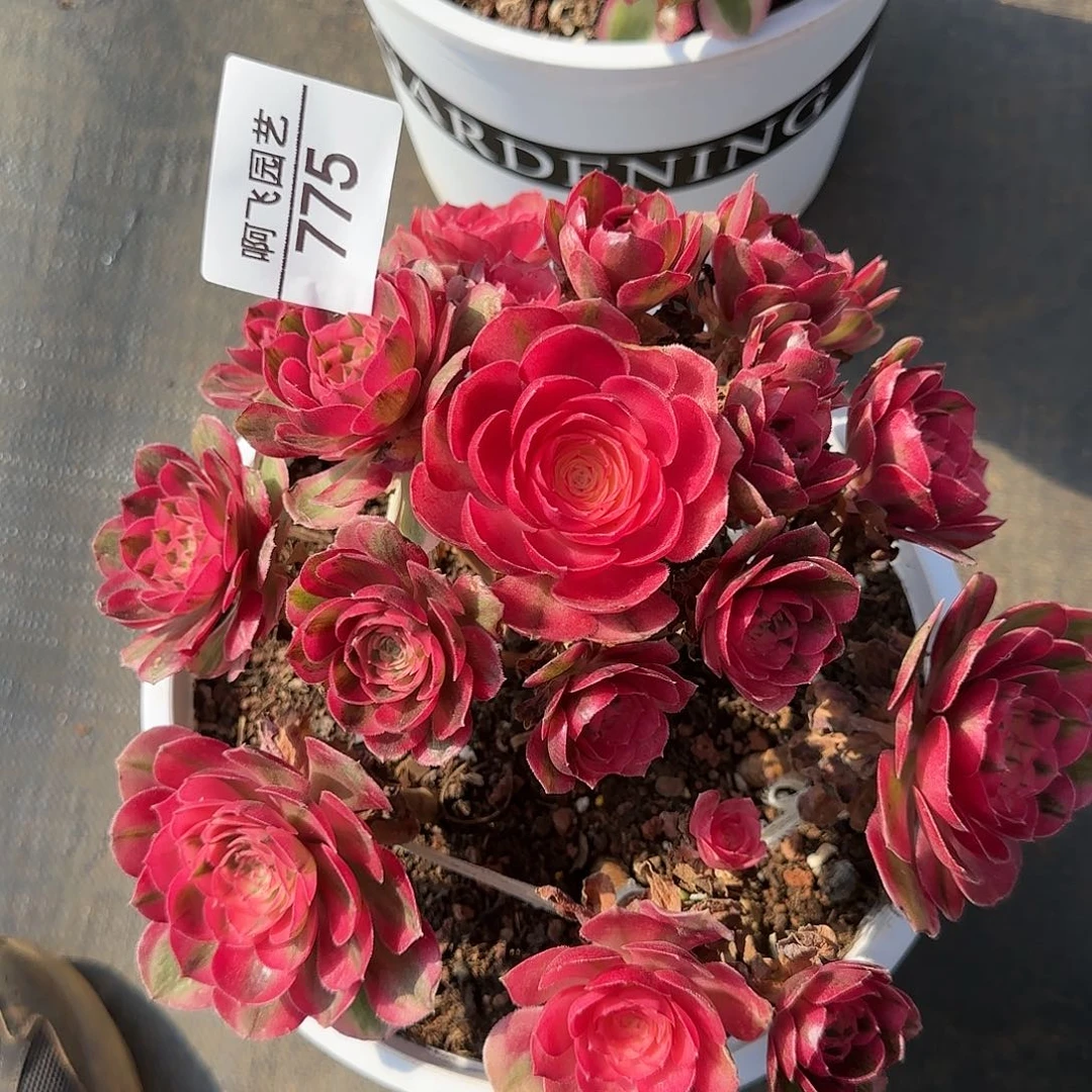 775多肉  荔枝捧花法师