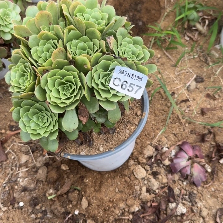 657 多肉植物不包断枝