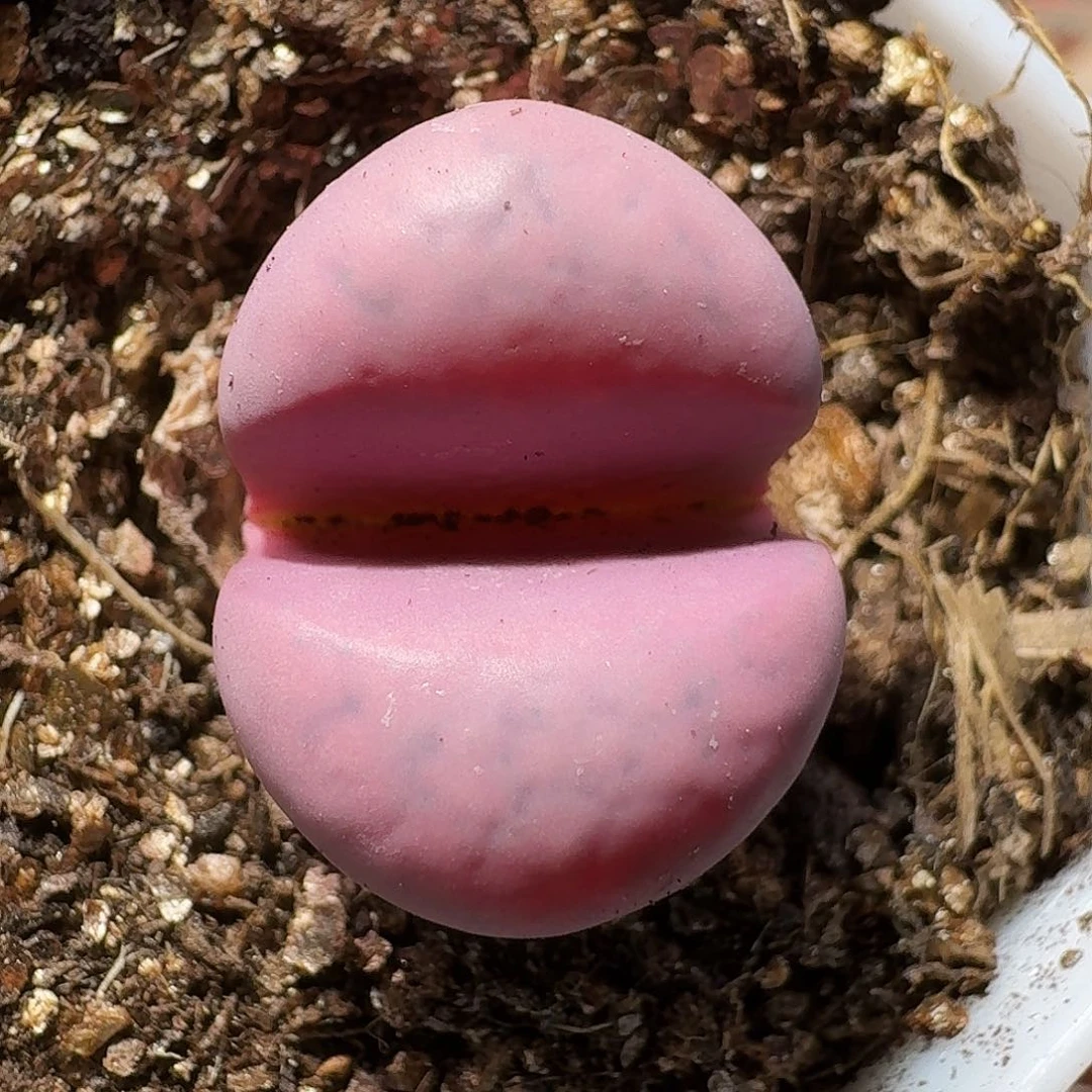 生石花等植物11111111。   188