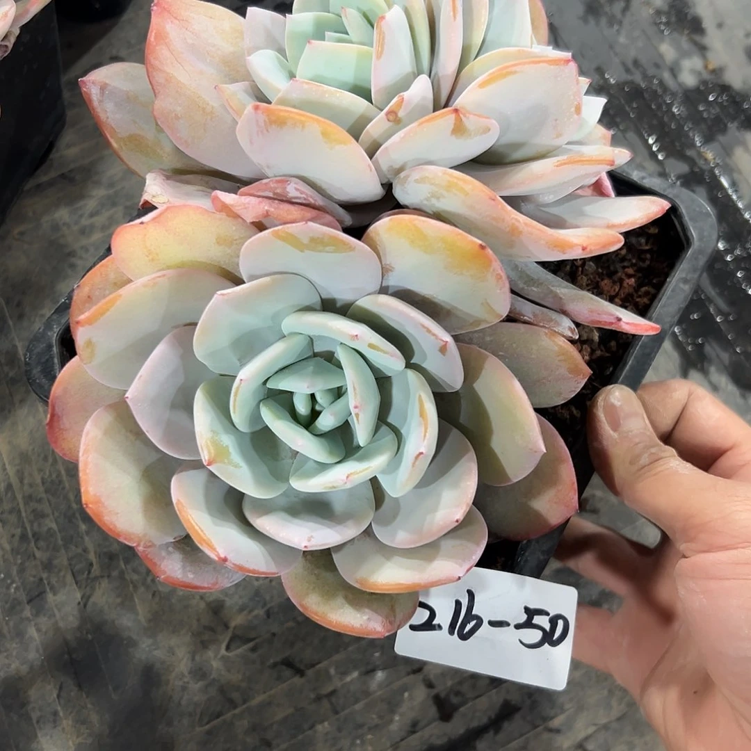 爱***荷216-50奶茶组合2颗多肉