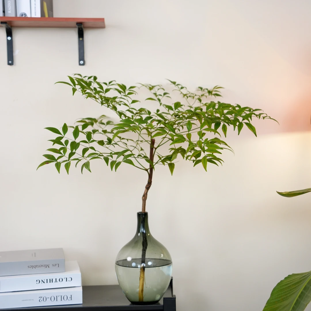 椿之集自采A级南天竹叶子养护完美水培植物验货验货年宵花