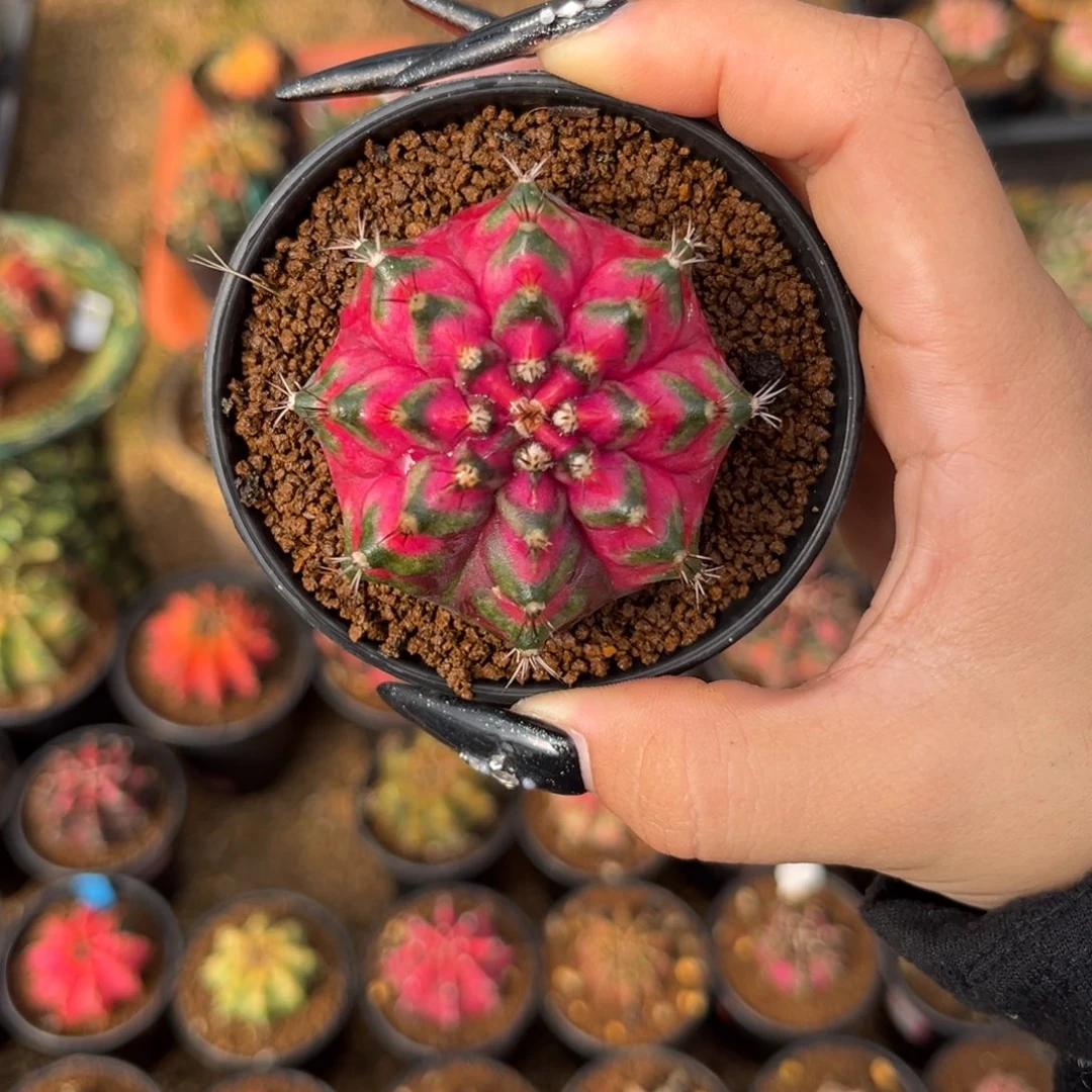 泰系海神锦  带盆土发货