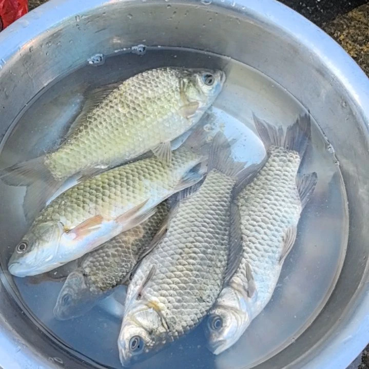 天使石台小李代购鲫鱼6条