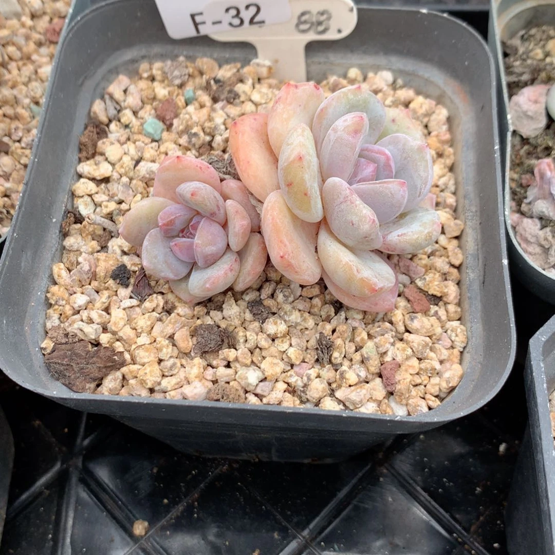 无花朵F32定向英语英语英语英语