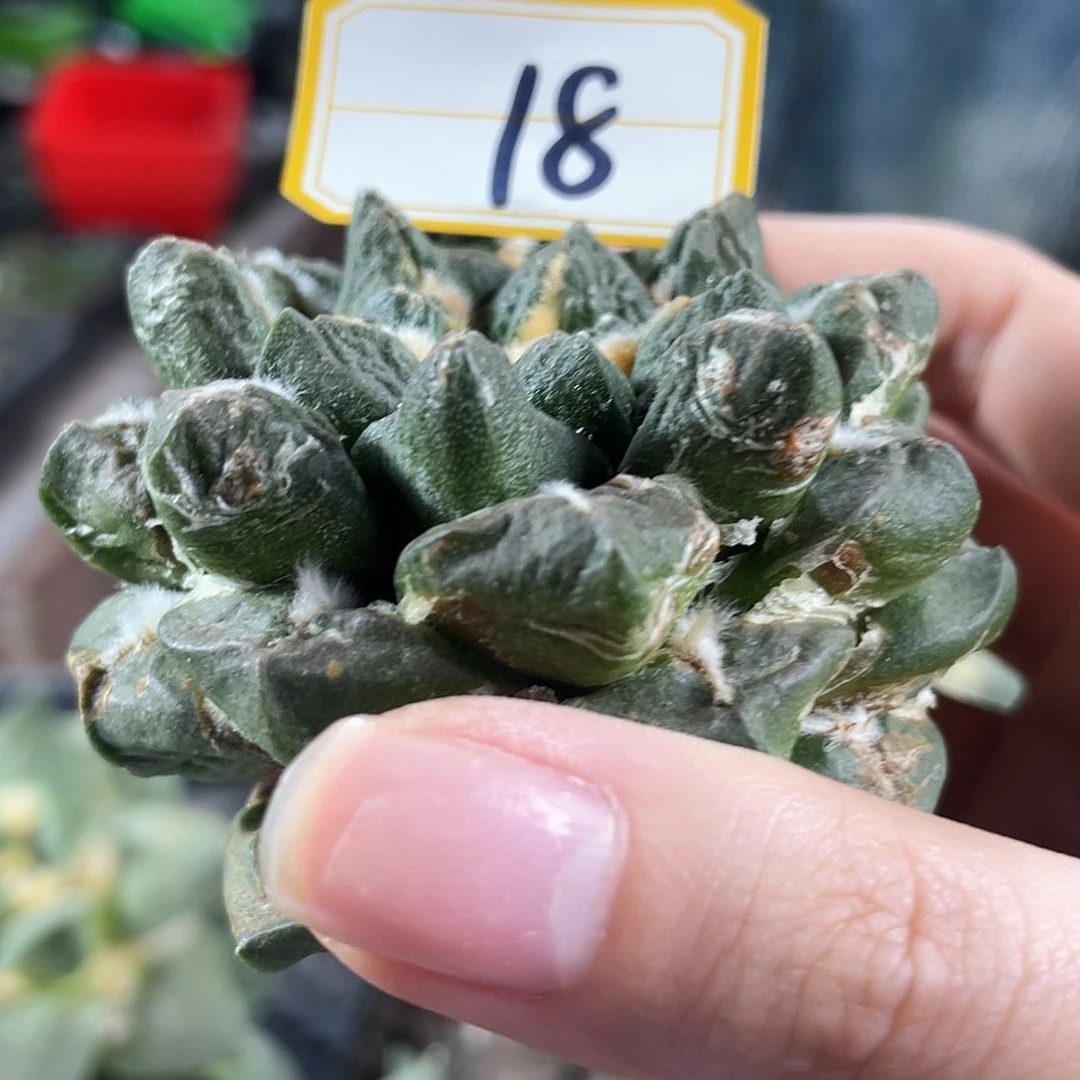 18号自根龙连牡丹6.5