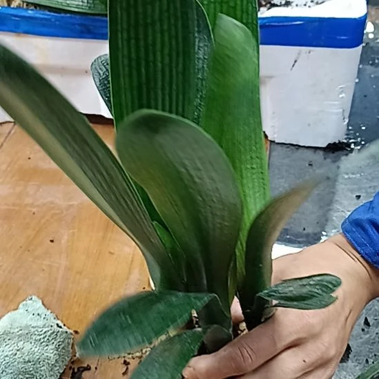 当前无花栽培后可以开花