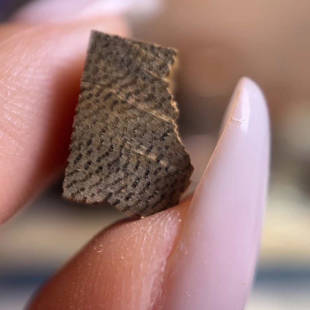 一***白香料海南生结鸡母虫漏5克