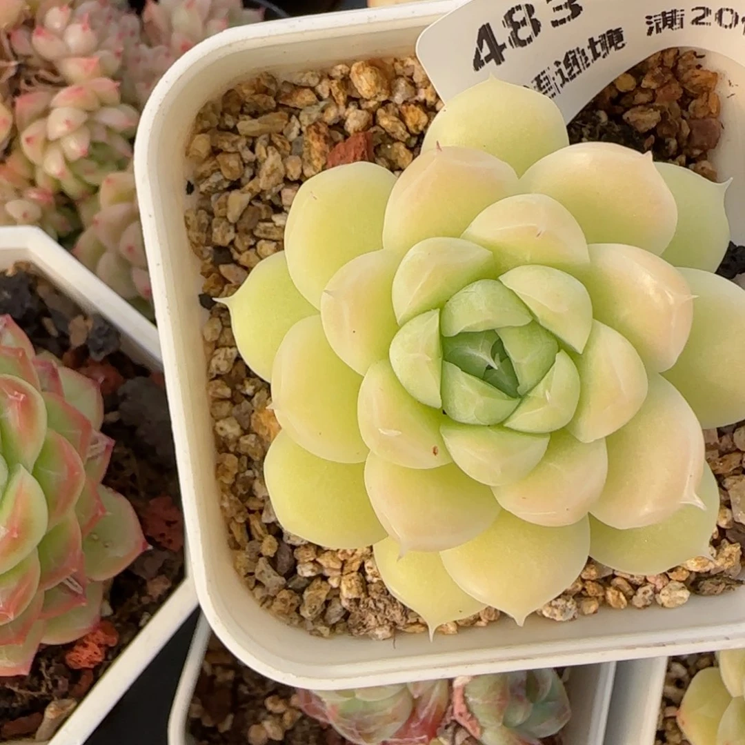 花语逸境0120-483