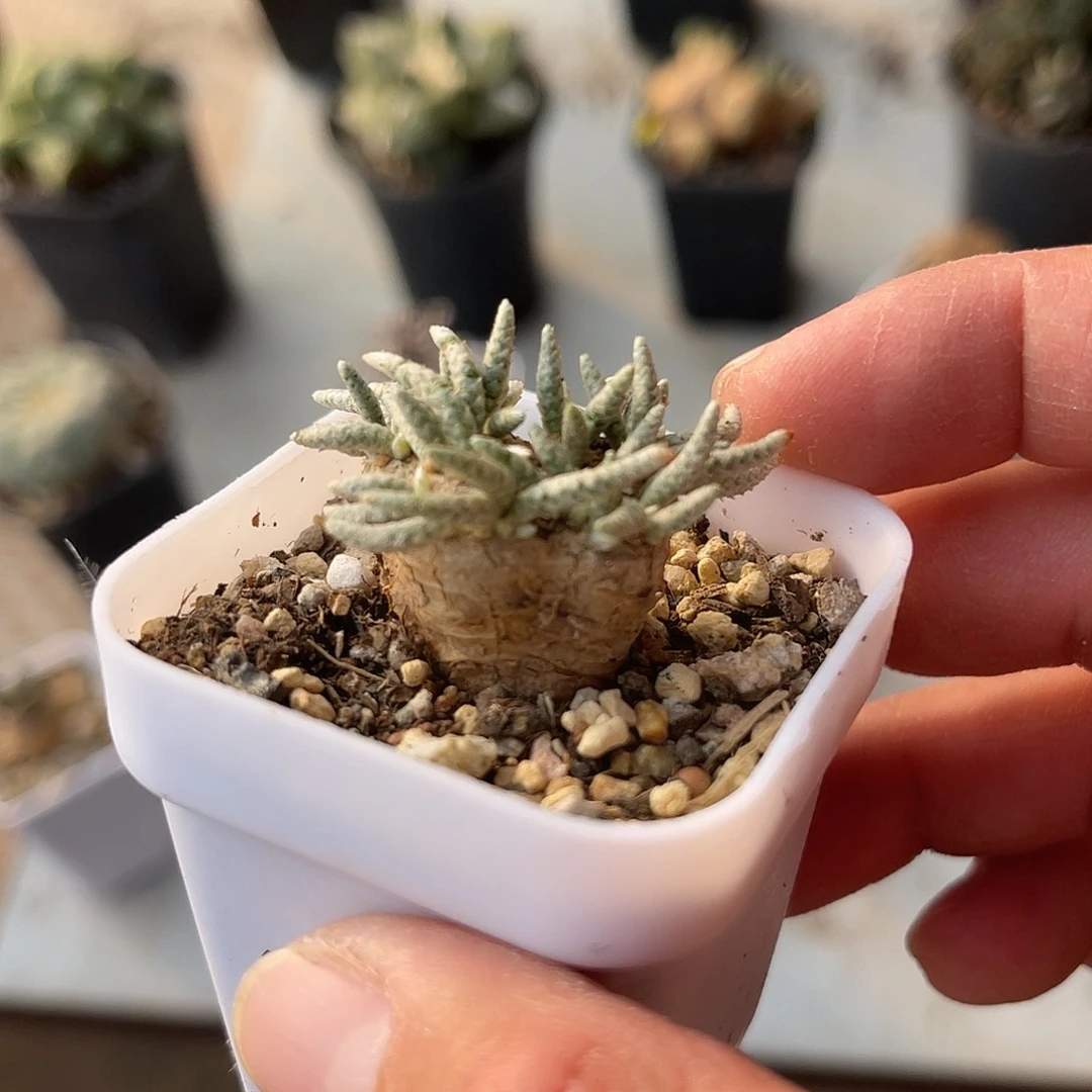 老家产地红花韧锦一物一拍