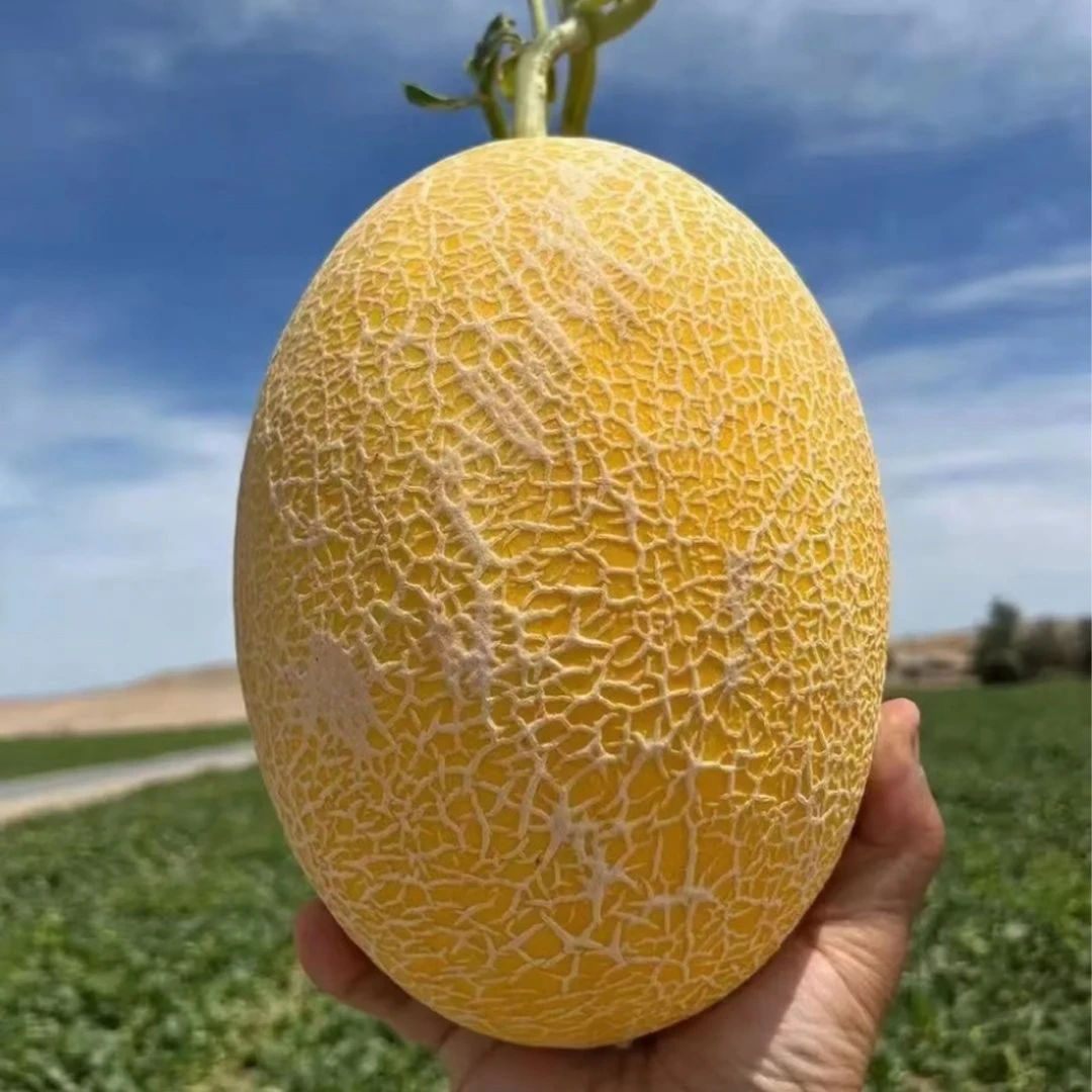 【散装】【D】【新到好吃的哈密瓜】（份/3粒）仅限太原榆次可拍