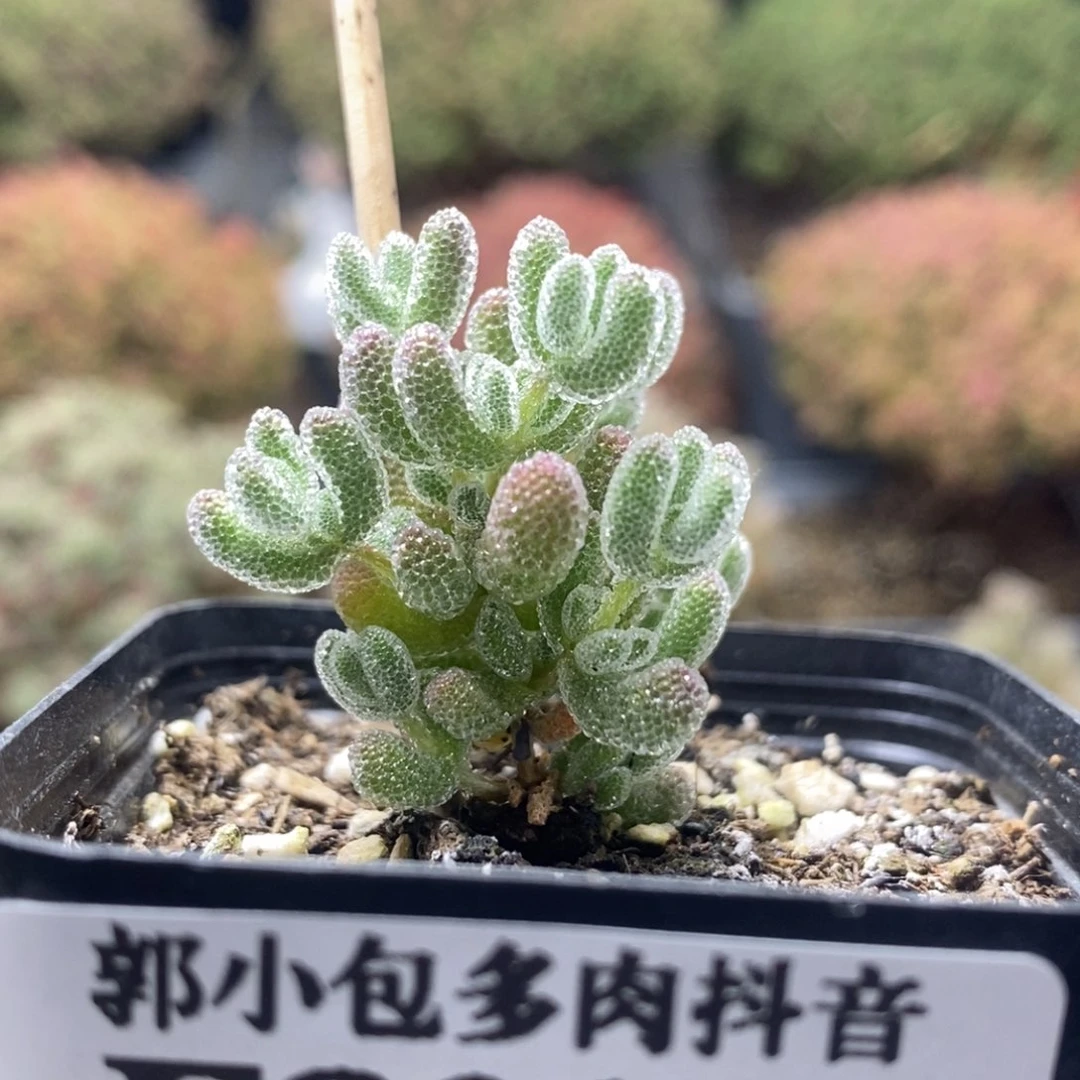 优选冰晶8003枝干番杏