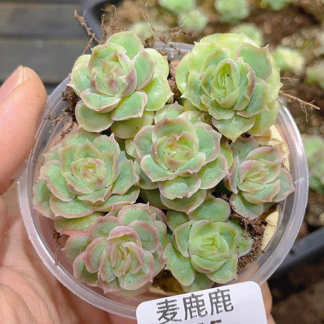 355 保8 头起。