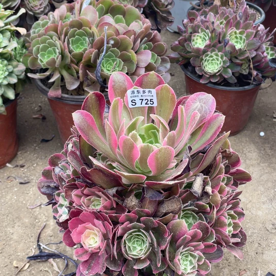 七彩石多肉法师断枝不包