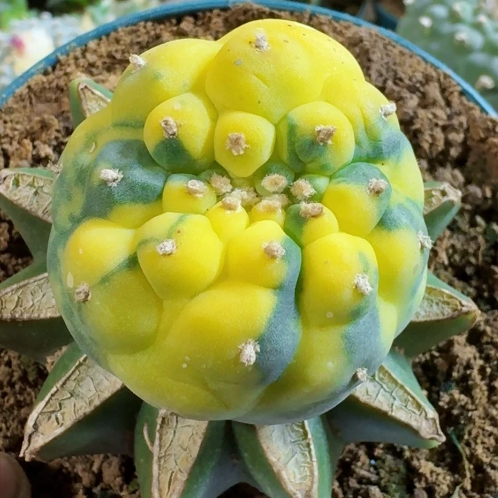 福利苗接佛头锦971