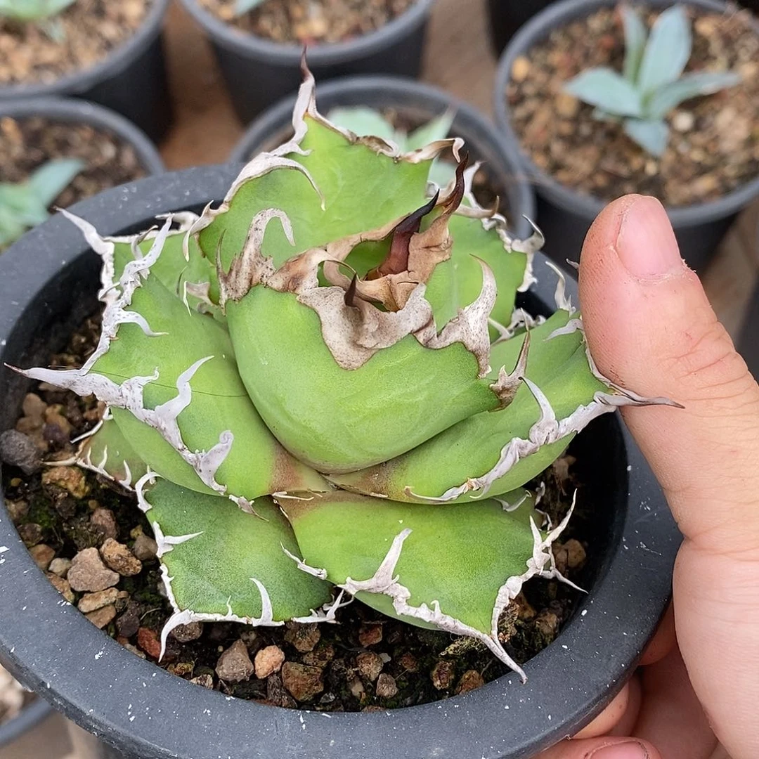 多肉植物龙蛇兰植物