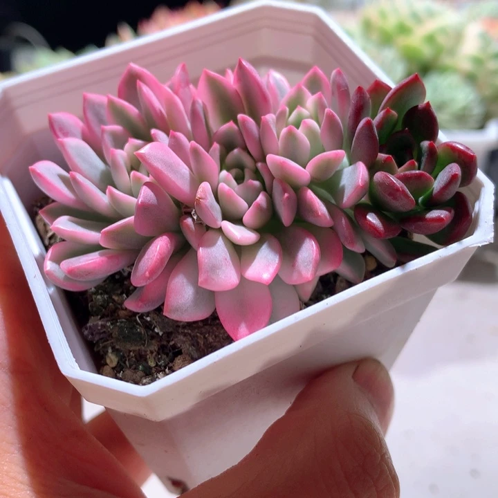 红宝石白覆轮锦有根