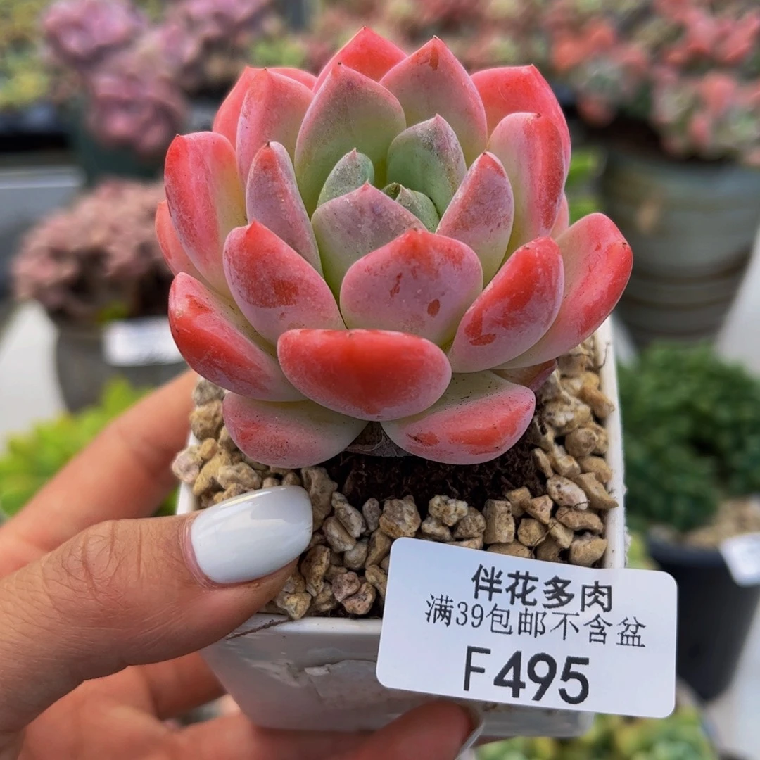 495-单头冰冰多肉5cm