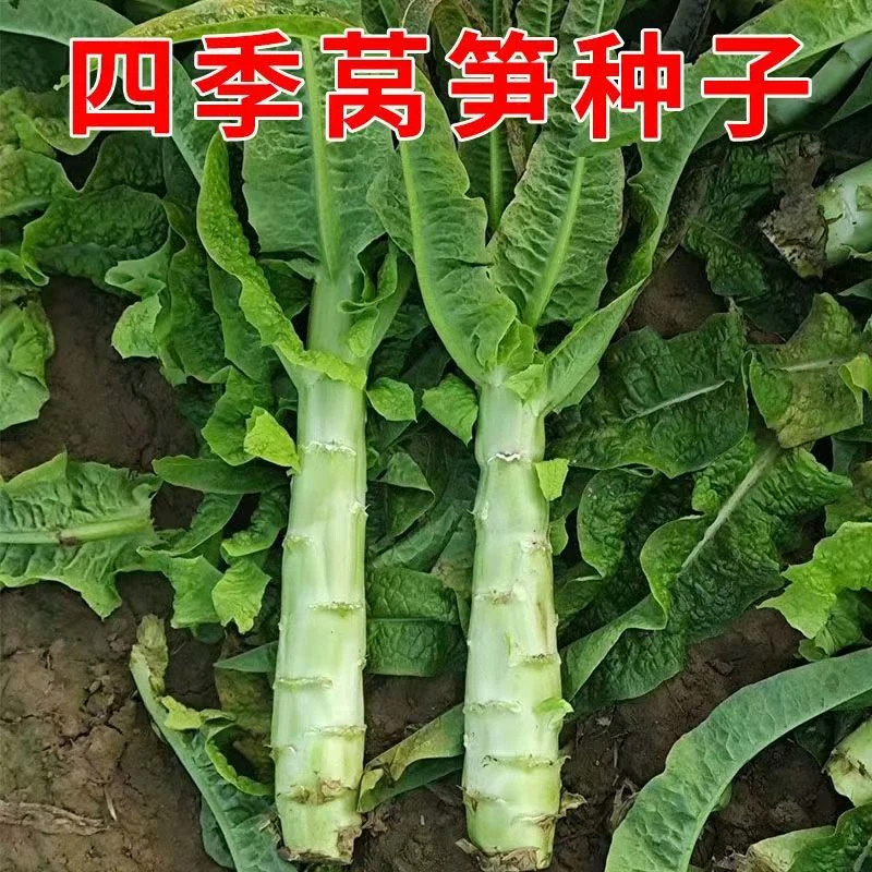 【全店满五包包邮】莴笋种子