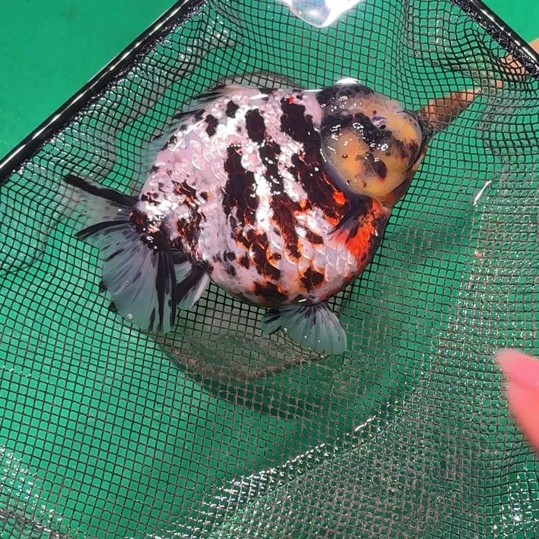 微***师金鱼泰狮活体金鱼淡水观赏鱼