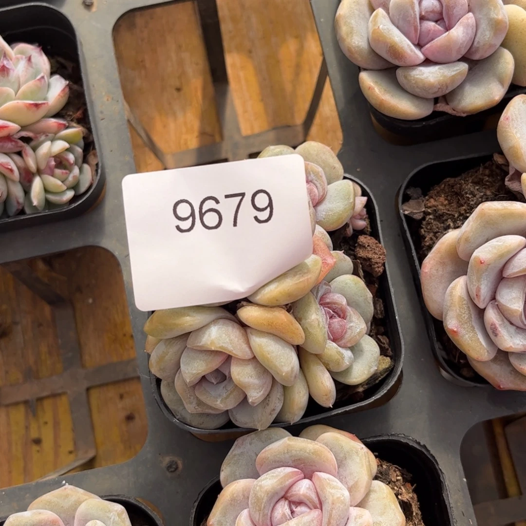 ****）9679四头汉堡珍尼多肉