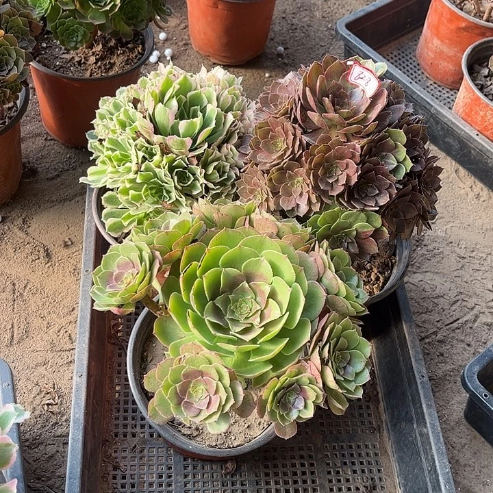 828多肉植物组合，