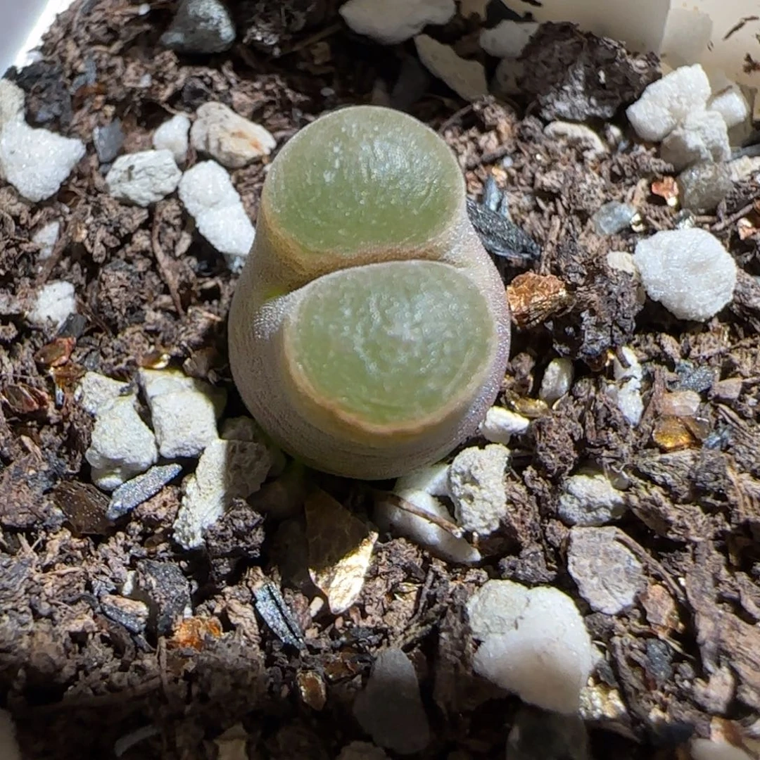 肉锥多肉植物组合-磁铁1108