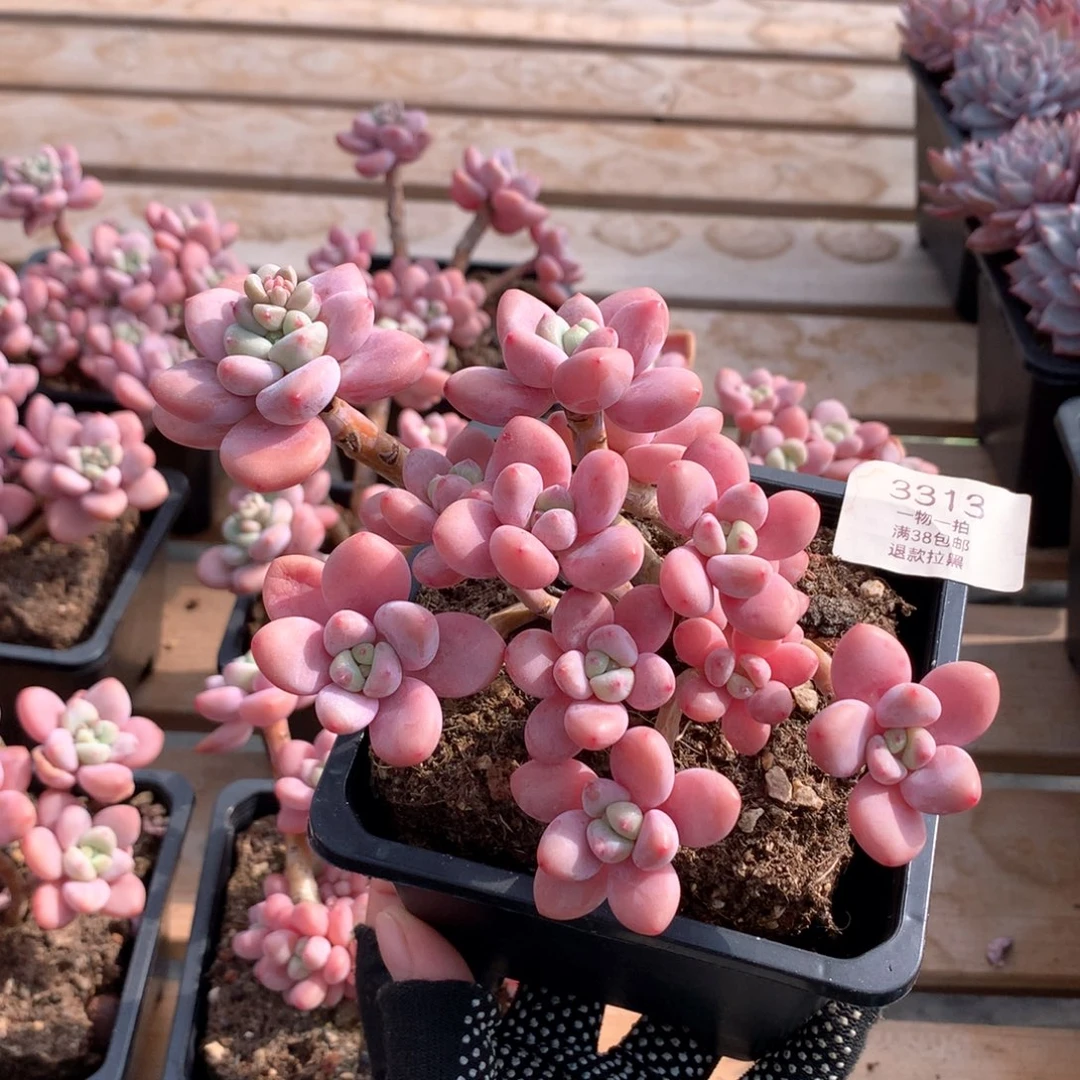 16厘米13头香水洛神多肉3313