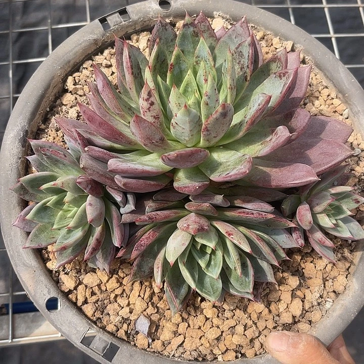 晨语多肉，一物一拍蜜桃仙子