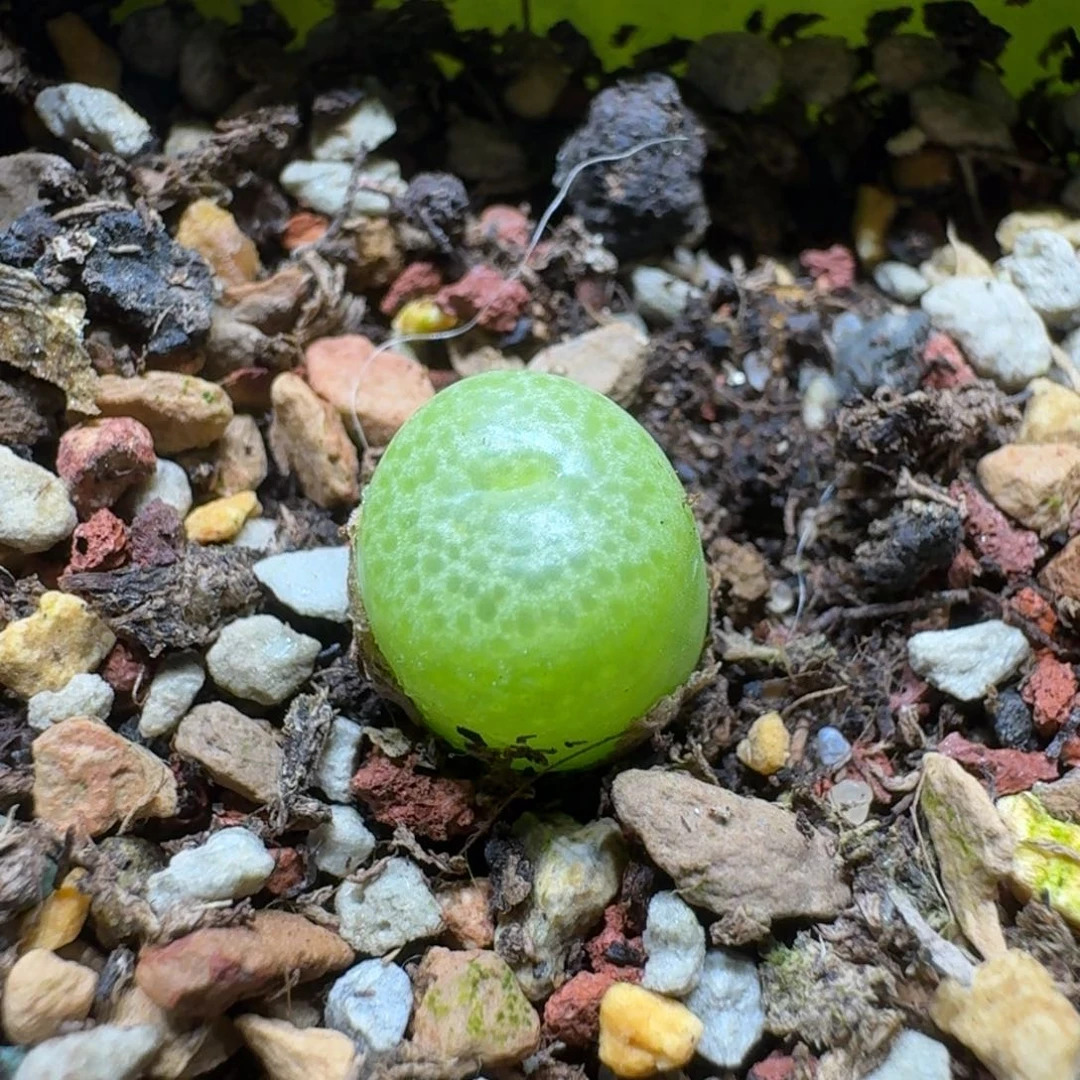 小****0202-20河马肉锥肉锥