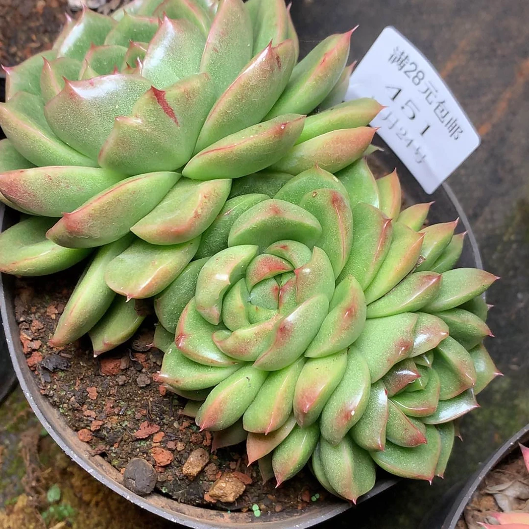 【闪购商品】云451号