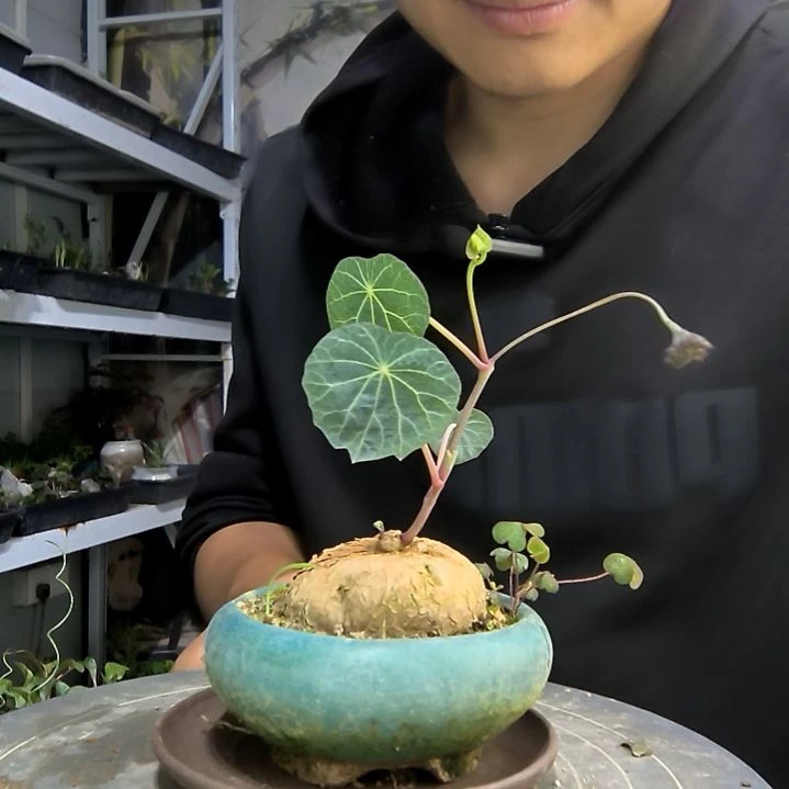 远****?中青园艺一物一拍155