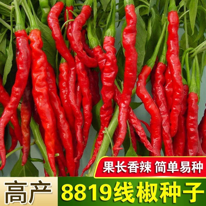 42吉祥线椒8819中熟品种青果绿色老熟深红色色泽红亮抗病毒病