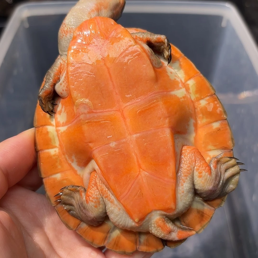 用***4母宠物龟全品圆澳