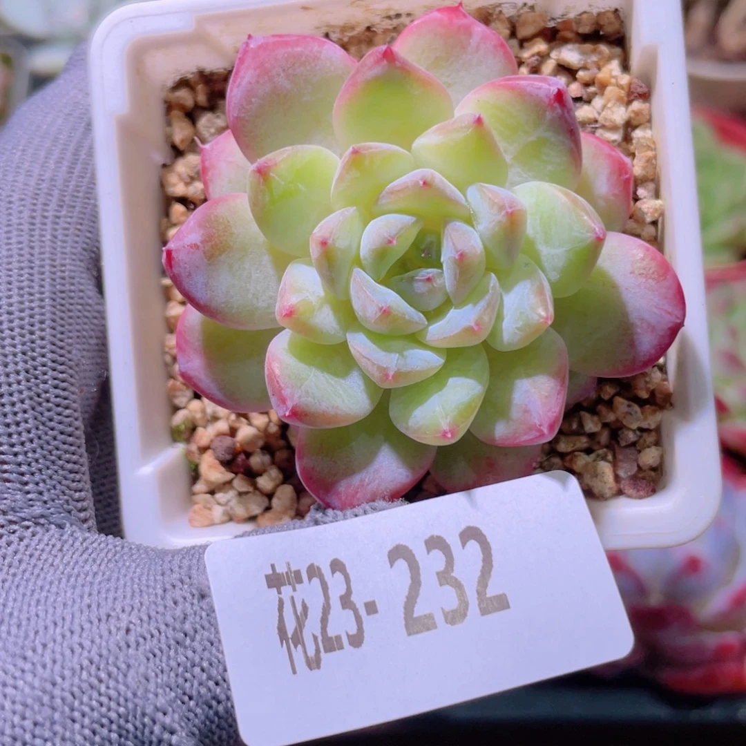 花利美23-232秋池