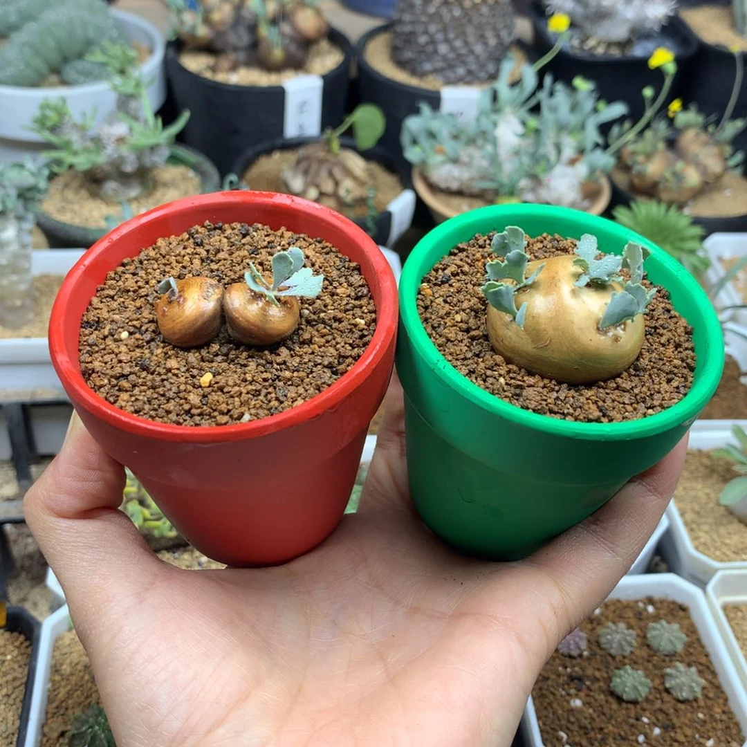 海****）2个花盆多肉