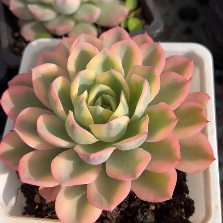 泪无恨锦一物一拍锦龙