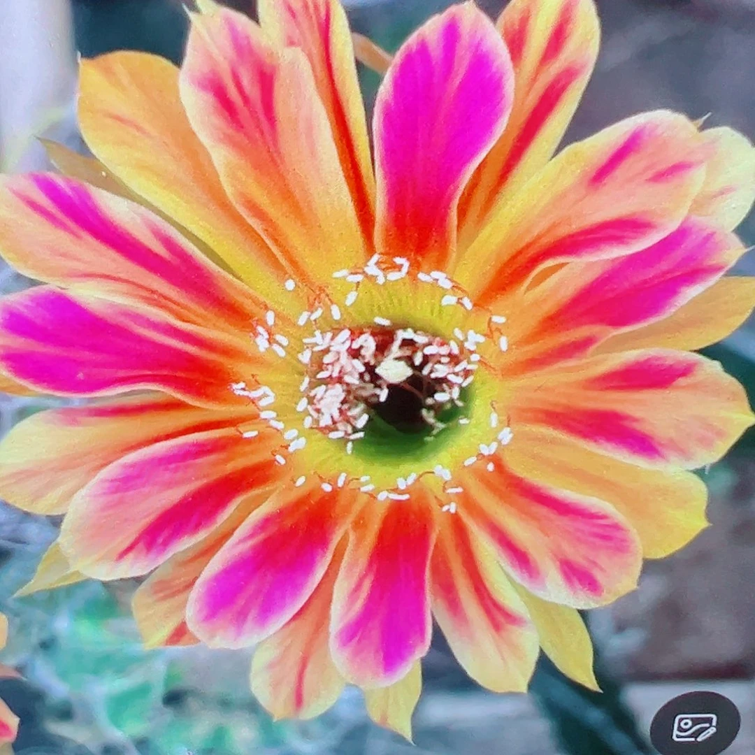 丽花 黄翅羽 侧芽 满20包邮