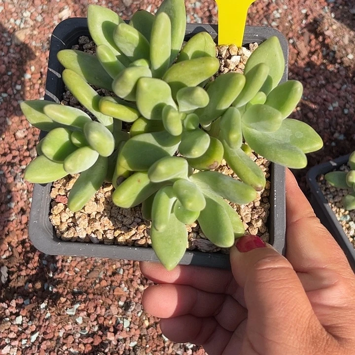 芒果美人多肉植物182