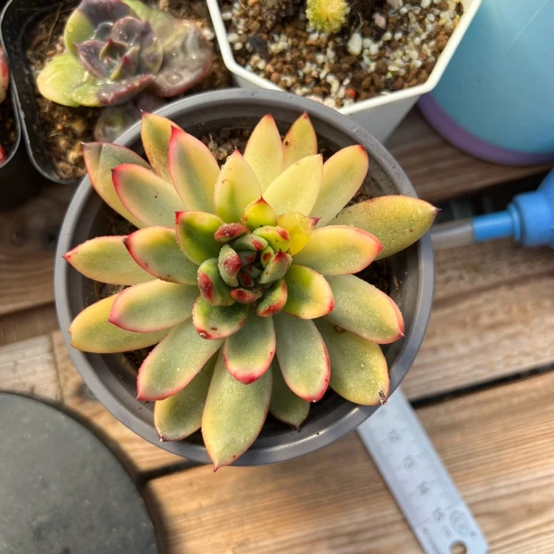 东云锦多肉植物多肉