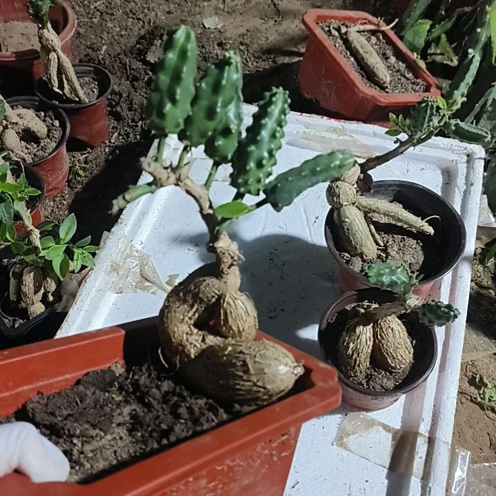 姐***花月之桂精品老庄嫁接多色水仙脱土