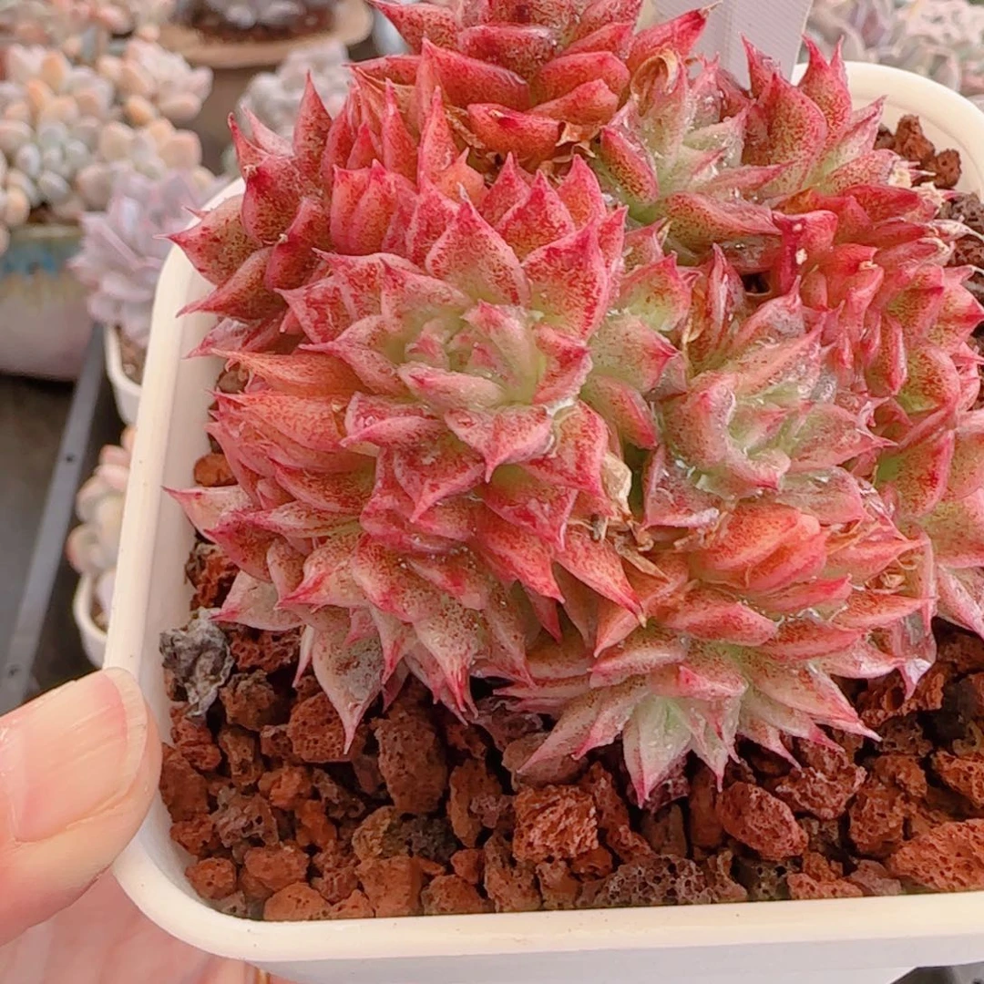 多肉植物8511……………