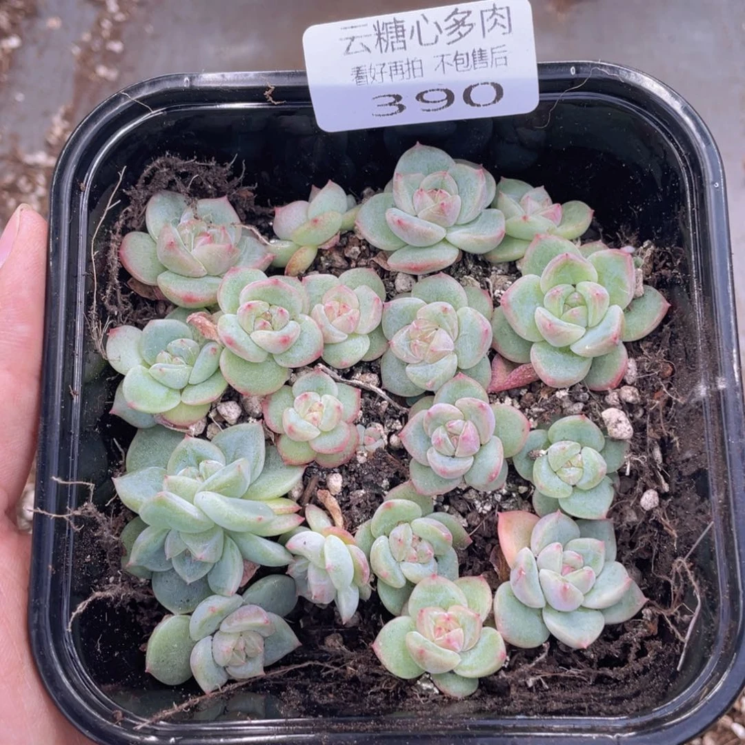 云糖心多肉植物390